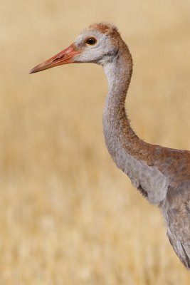 sandhill crane colt (chick) 57