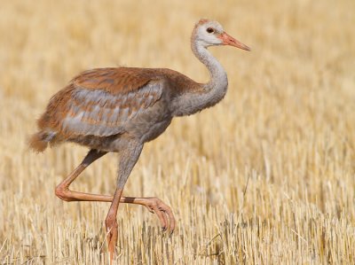 sandhill crane colt (chick) 61