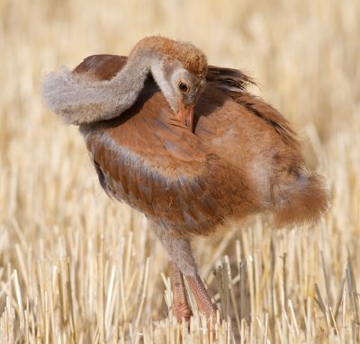 sandhill crane colt (chick) 62