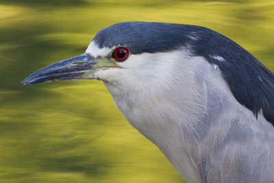 black-crowned night heron 197