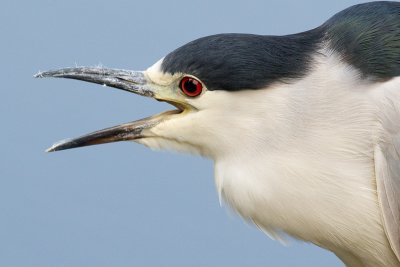 black-crowned night heron 199