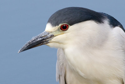 black crowned night heron 201