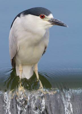 black crowned night heron 202