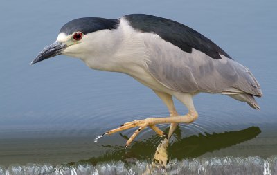 black crowned night heron 205