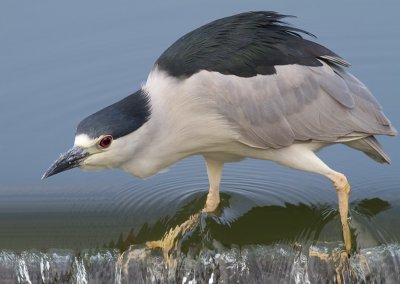 black crowned night heron 206