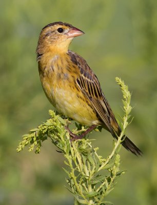 bobolink 37