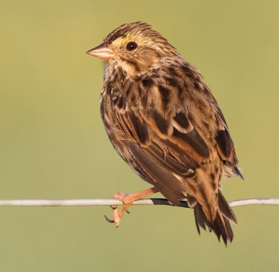 savannah sparrow 44