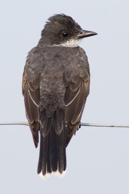 eastern kingbird 22