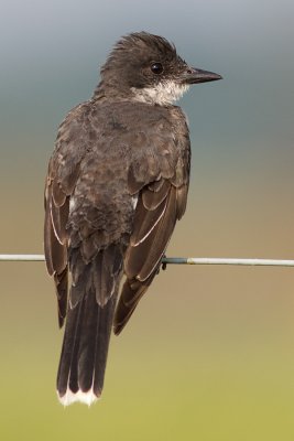 eastern kingbird 24