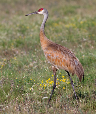 sandhill crane 109