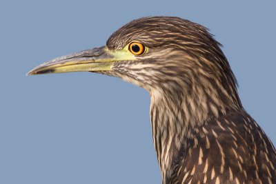 juvenile black-crowned night heron 378