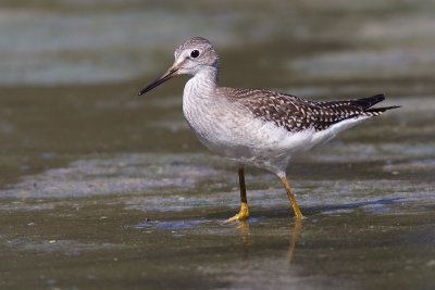 yellowlegs 37