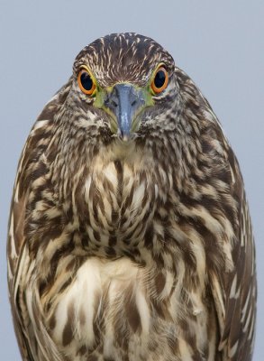 juvenile black-crowned heron 382