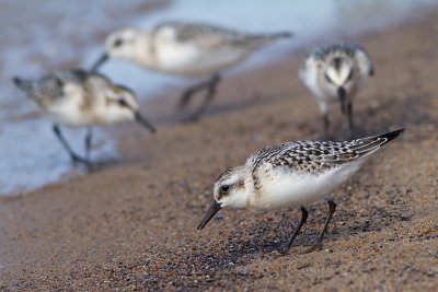 sanderling sandpiper 8