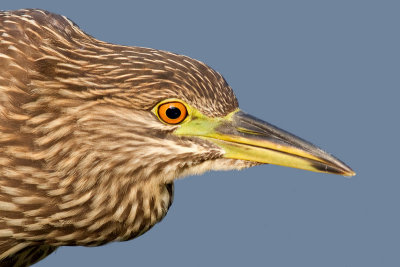 juvenile black-crowned night heron 383