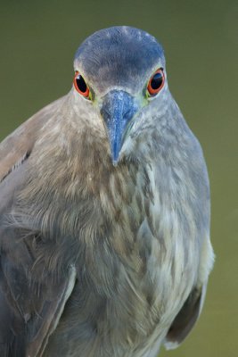 immature black-crowned night heron 385