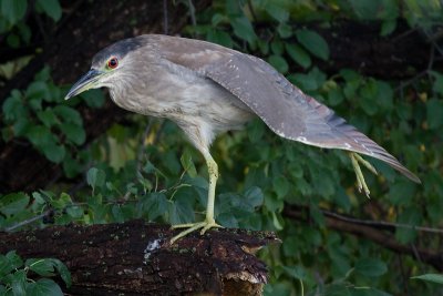 immature black-crowned night heron 387