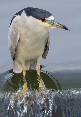 black-crowned night heron 209