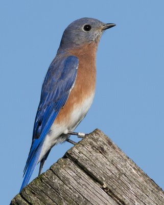 bluebird 62