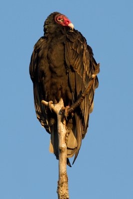 turkey vulture 101