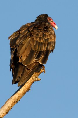 turkey vulture 102