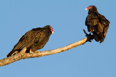 turkey vulture 103
