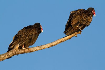 turkey vulture 104