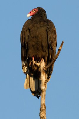turkey vulture 105