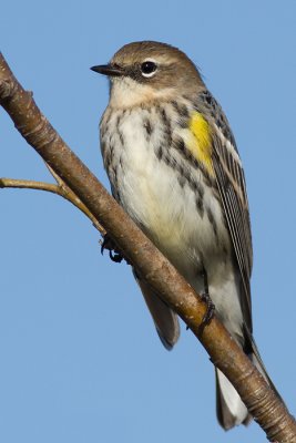 yellow-rumped warbler 10