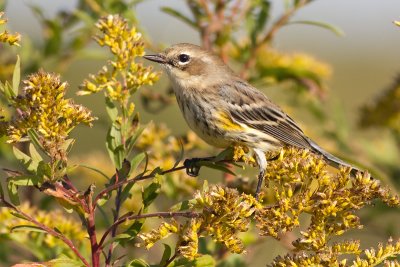 yellow rumped warbler 14