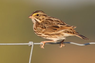 savannah sparrow 46