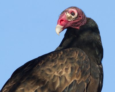 turkey vulture 106