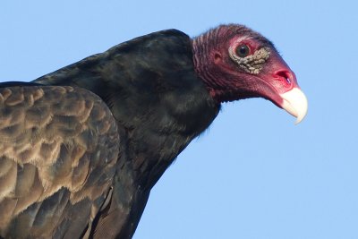 turkey vulture 107