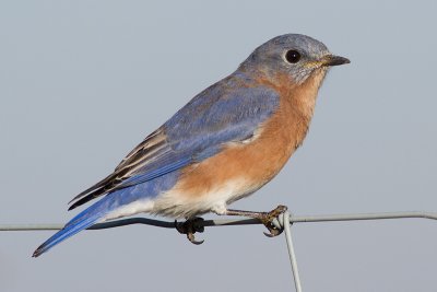 bluebird 66