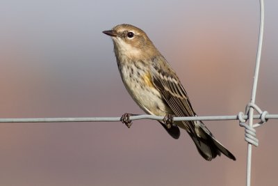 yellow rumped warbler 16