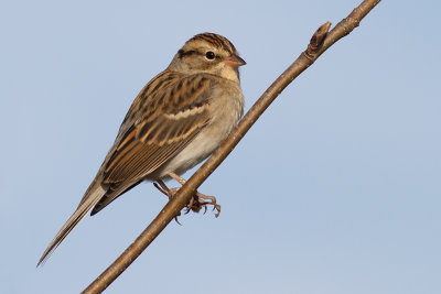 chipping sparrow 20