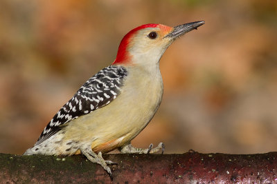 red-bellied woodpecker 223