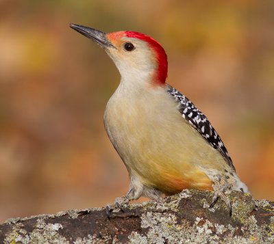 red-bellied woodpecker 225