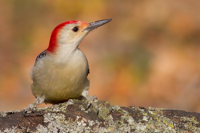 red-bellied woodpecker 226