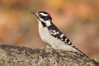 downy woodpecker 348