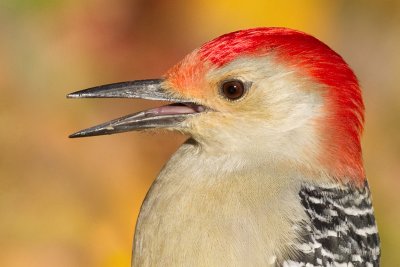 red-bellied woodpecker 229