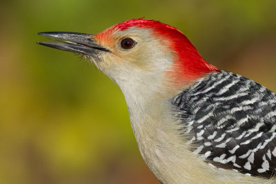 red-bellied woodpecker 230