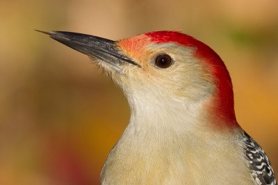 red-bellied woodpecker 231