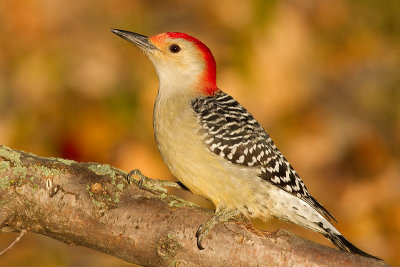 red-bellied woodpecker 232