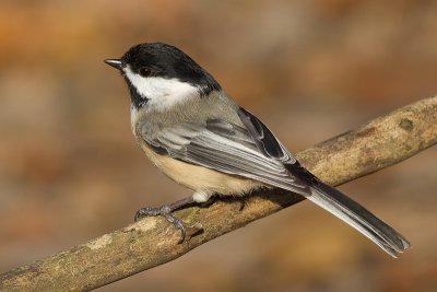 chickadee 547