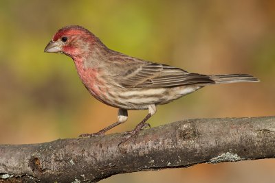 house finch 173