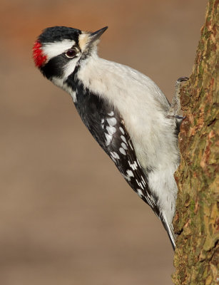 downy woodpecker 350