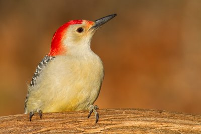 red-bellied woodpecker 233