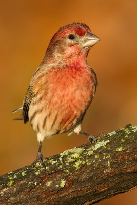 house finch 174