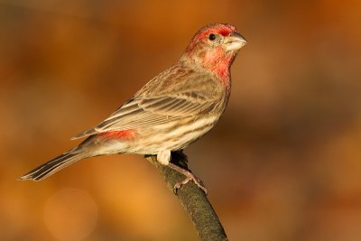 house finch 175